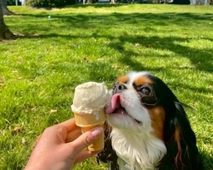 A puppy licking an ice cream cone in front of Lee House, 2021